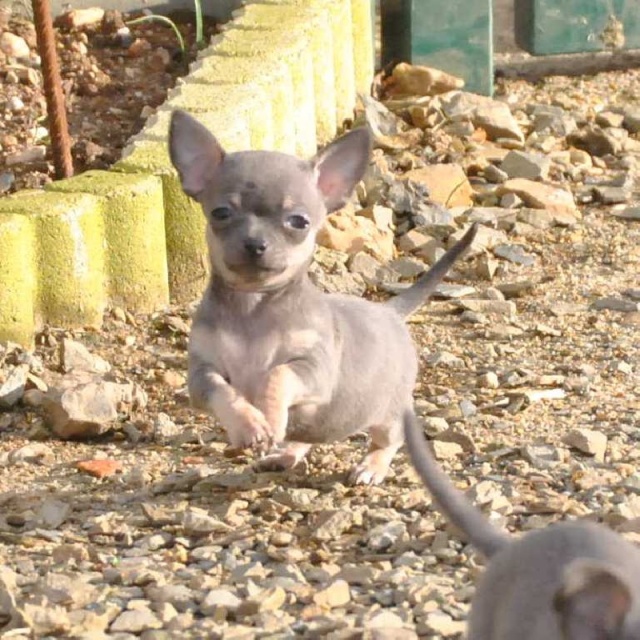 Once upon a time... un dogue allemand et ses chichuahuas ! Ec838210