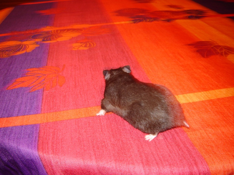 mes femelle hamster Dsc02023