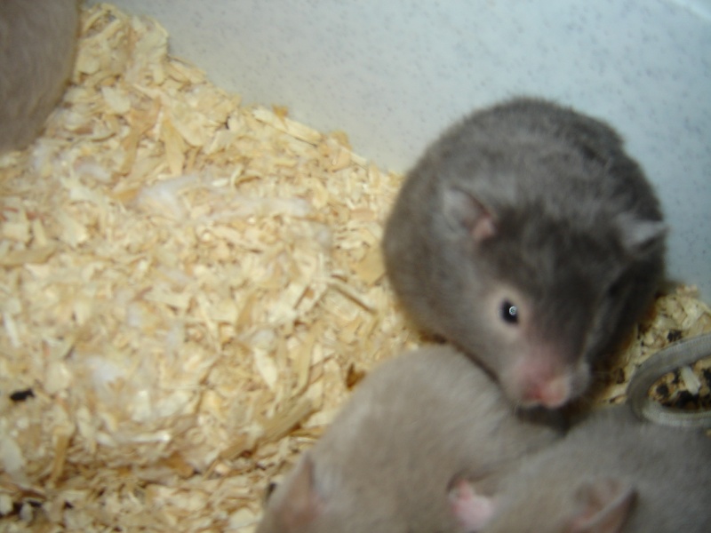 mes femelle hamster Dsc02028