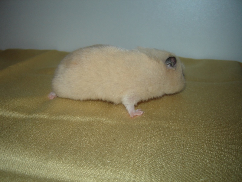 hamster syrien Dsc02111