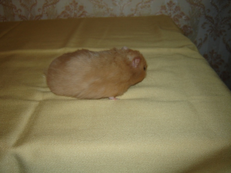 mes femelle hamster Dsc02220