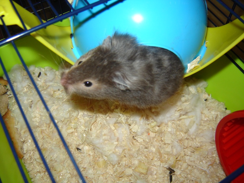 mes femelle hamster Dsc02221