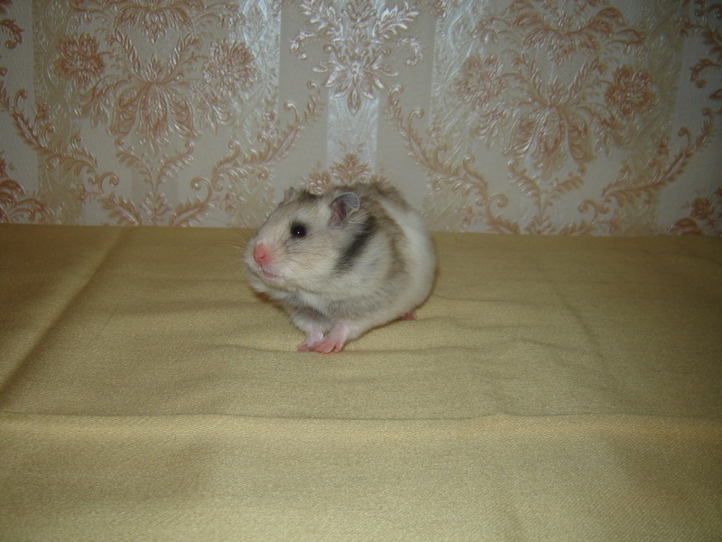 mes femelle hamster Dsc02222