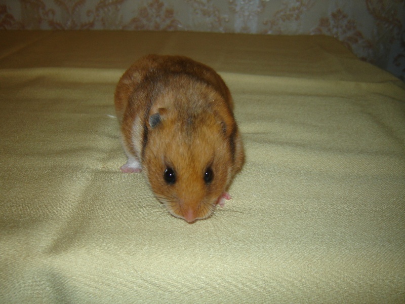 mes femelle hamster Dsc02223