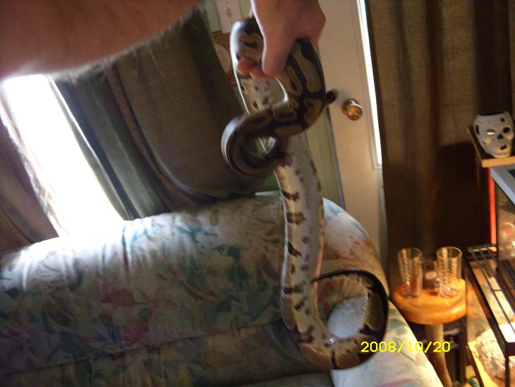 Mes serpents(python regius et bci) Photo_15