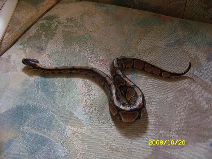 Mes serpents(python regius et bci) Photo_16