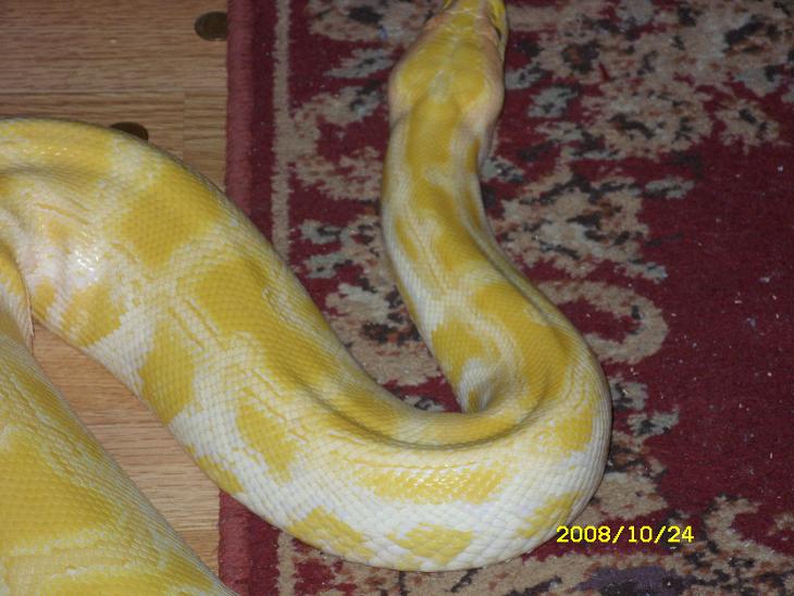 Mes serpents(python regius et bci) Photo_26