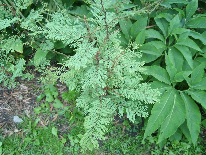 Caesalpinia gilliesi Caesal11