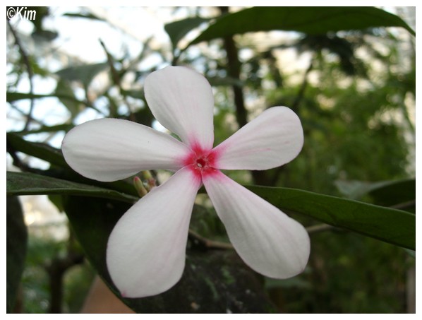 Quiz blanc et rose - Artocarpus grandis Qquiz10