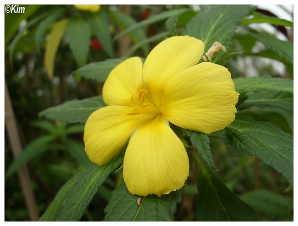 Quiz jaune - Turnera ulmifolia Quizja10