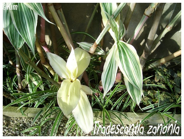 Tradescantia zanonia Trades12