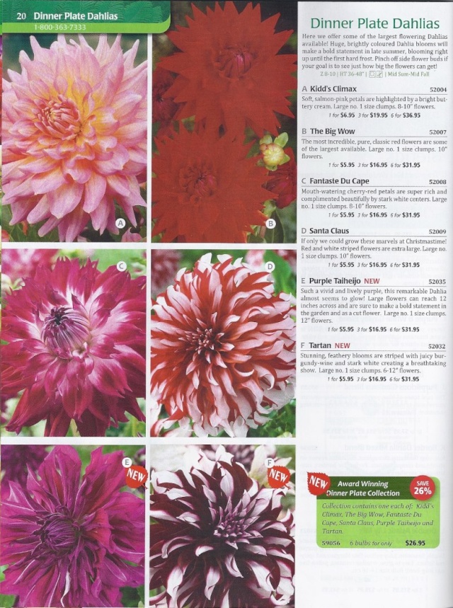 Achat Dahlia - Page 2 Scan_p64