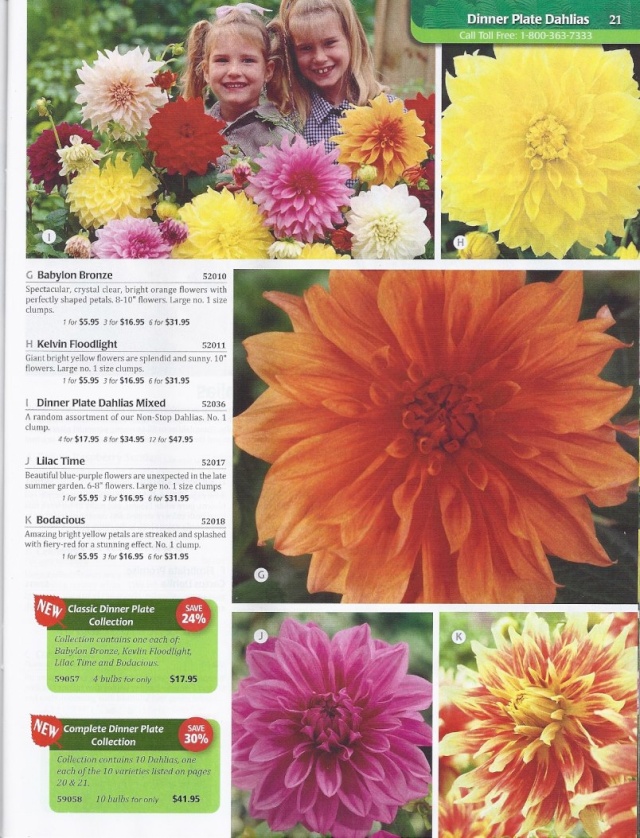 Achat Dahlia - Page 2 Scan_p65