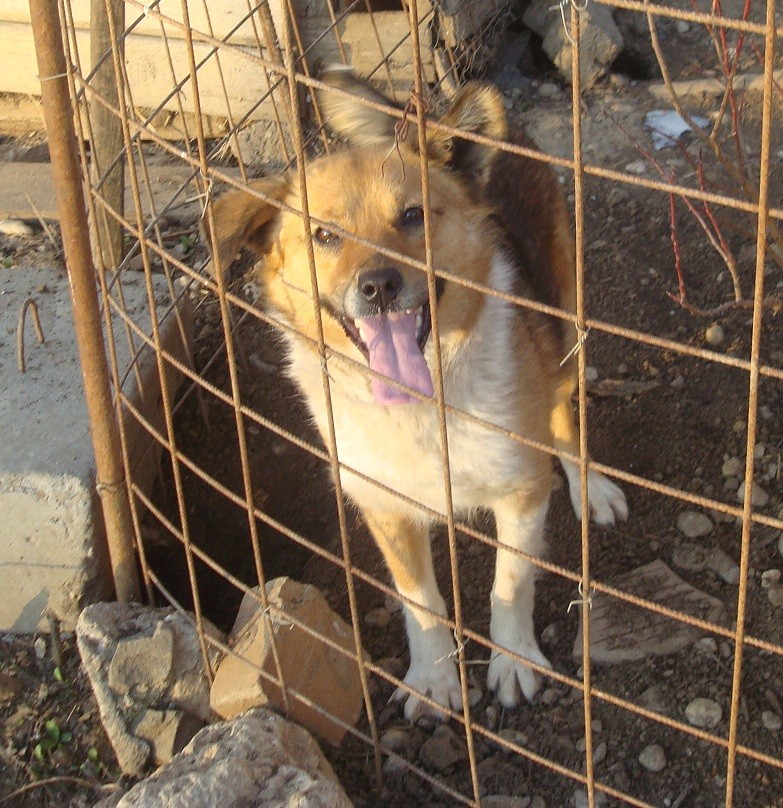  S;O.S   pour les chiens de Pascani (euthanasie programmée ) Danka_10