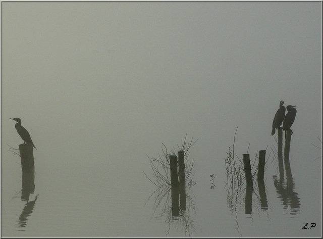 Cormorans et mouettes dans la brume Cormor16