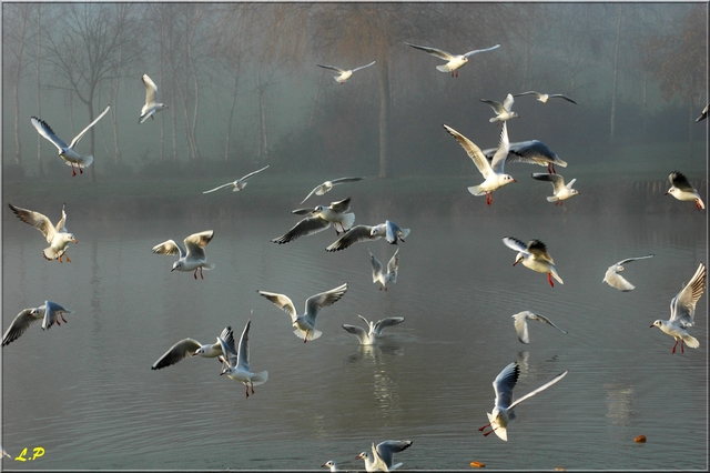 Cormorans et mouettes dans la brume Mouett13