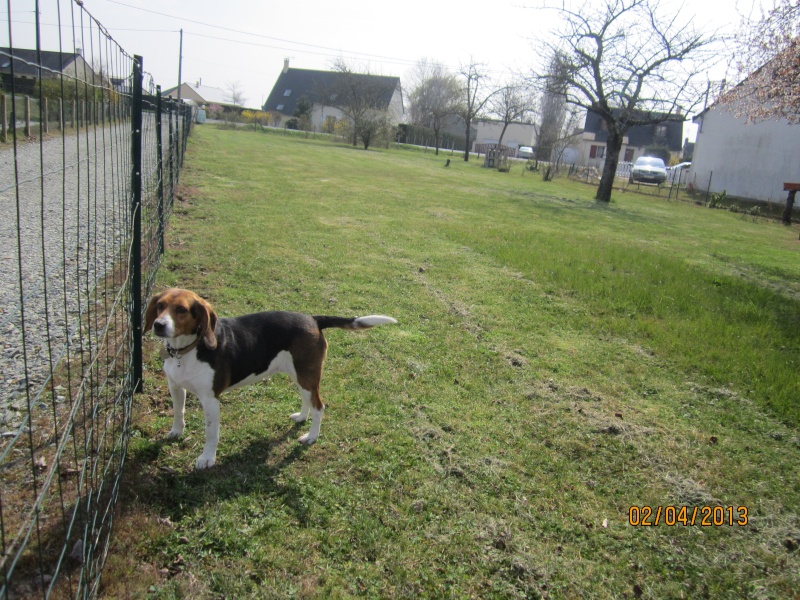 PEBBLES  croisée beagle adoptée en 10/2009 Img_2810