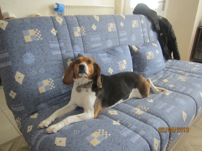 PEBBLES  croisée beagle adoptée en 10/2009 Img_2812