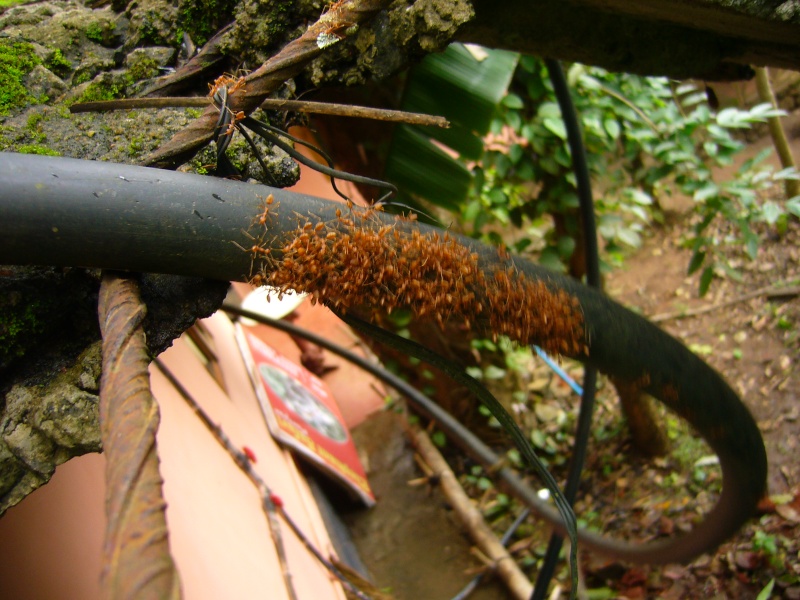 Nid de fourmis arboricoles! P1040610
