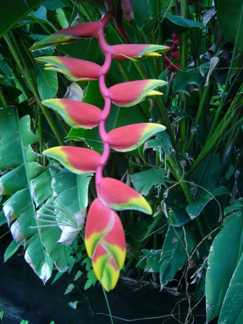 Heliconia made in India P1050011