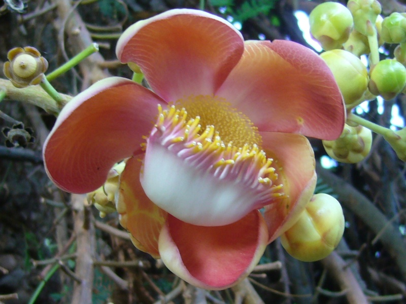 Couroupita guyanensis (Pondicherry) P1050012
