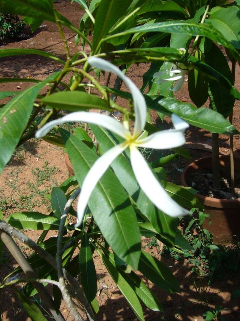 Bombay's plumeria P1050023