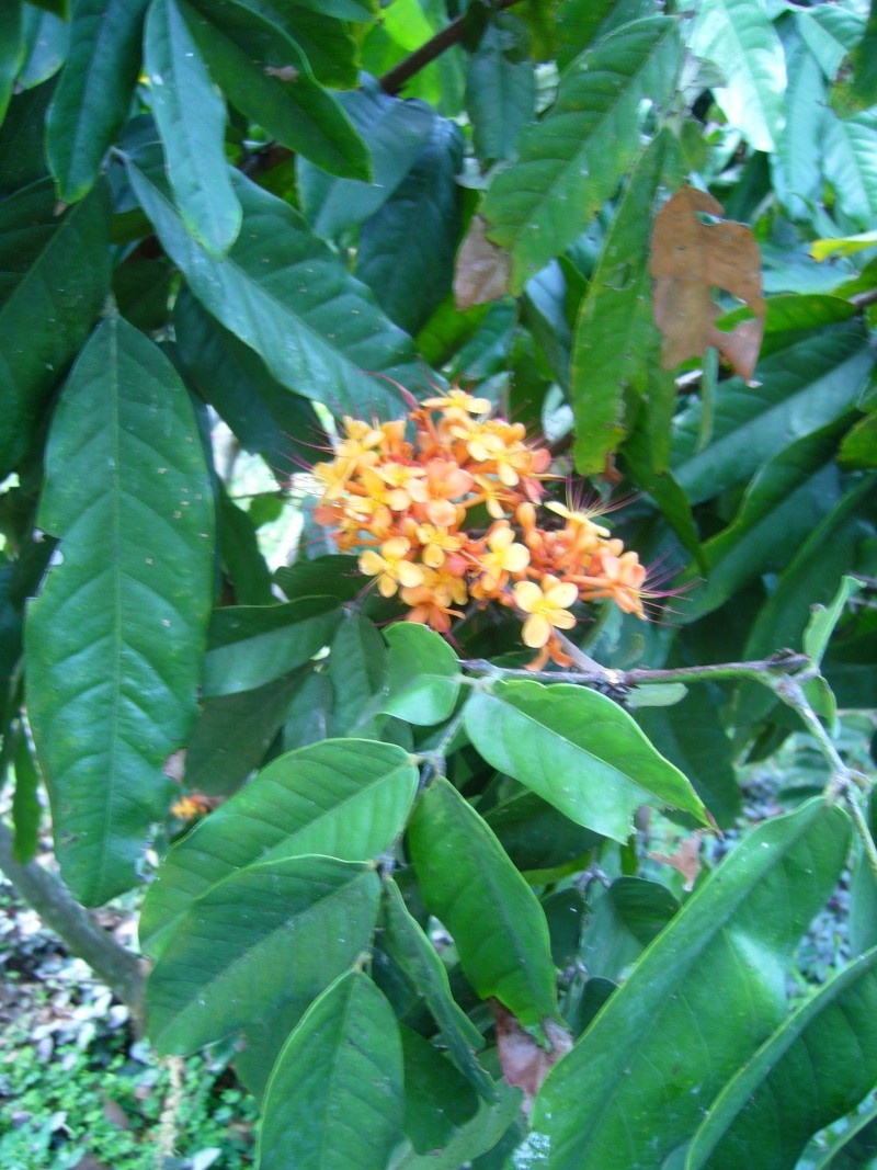 Saraca indica (Pondicherry) P1050024