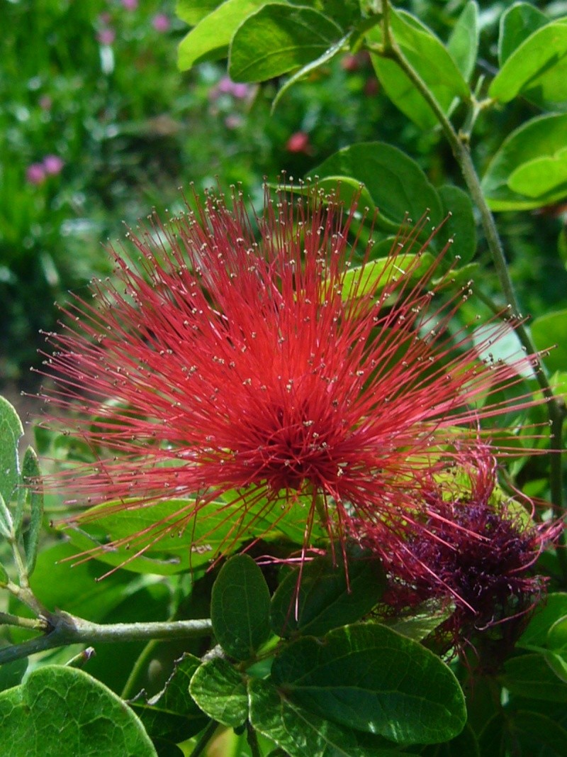 Calliandra emarginata (Pondicherry) P1050025