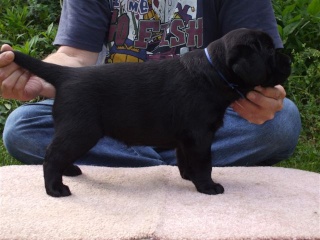 "English" Labrador Retrievers- Litter Announcement Bella_10