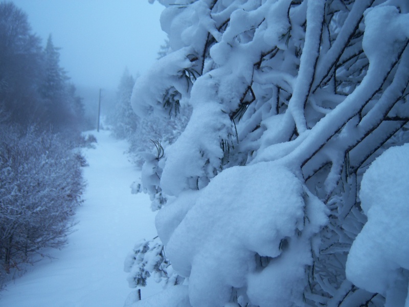 Rando à l'Aigoual dans la neige (05/12/08) Photo_41