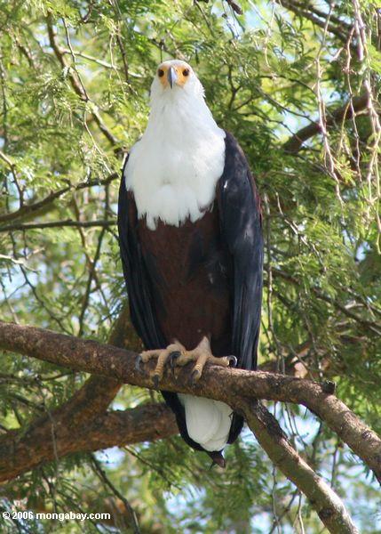 The Miagration Of The African Fish Eagle Ug5_5310