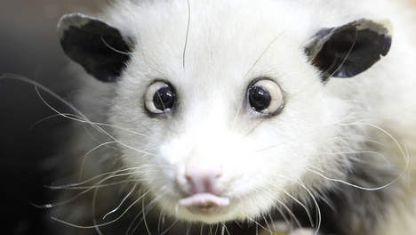 Heidi, l'opossum, va jouer les oracles pour les Oscars Media_10