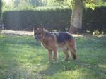 Théo, berger allemand de 8 ans, recherche famille d'accueil (bassin Arcachon) Dsc02911