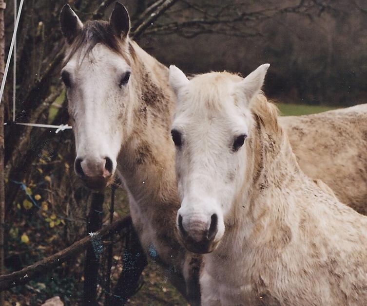 Donne poney et cheval hongre gris contre bons soins / Braulx Le Chatel (52) Photos10