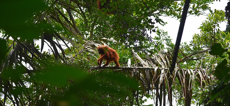 Carnet de voyage à Sumatra Dsc_0910