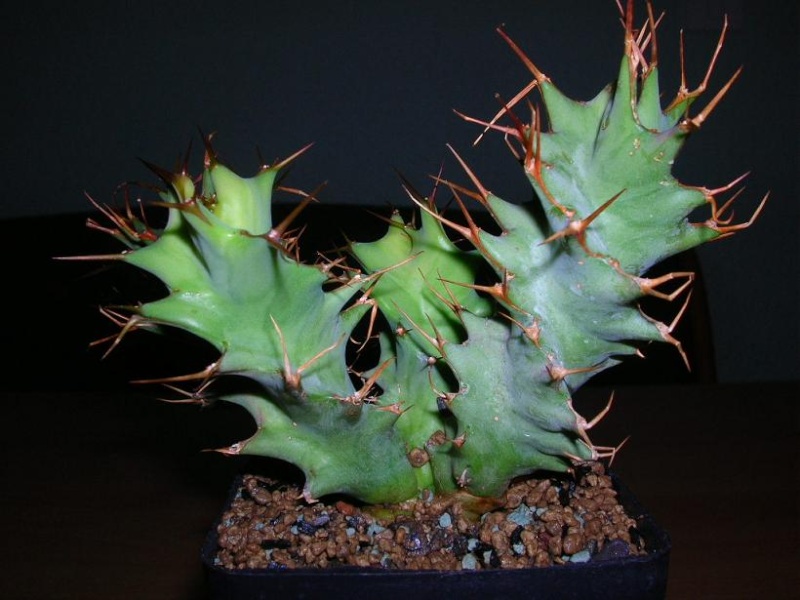 Euphorbia tortirama Dscn5513