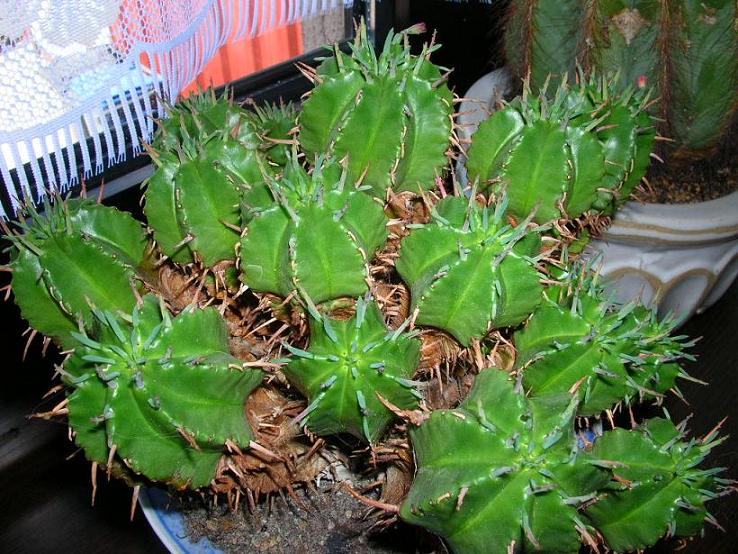 Euphorbia férox Dscn5514