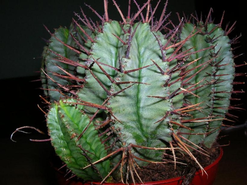 Euphorbia horida Dscn5716