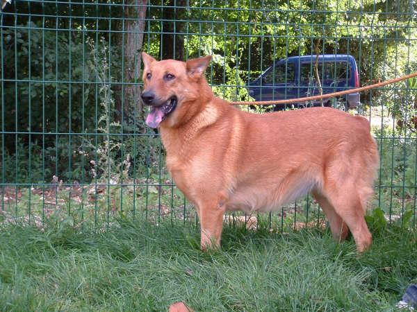 LEONIE X chow chow- 5 ans- refuge de mornac- charente (16) Dscf0014