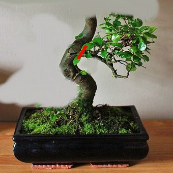 My first bonsai - Chinese Elm (need advice) Jun10