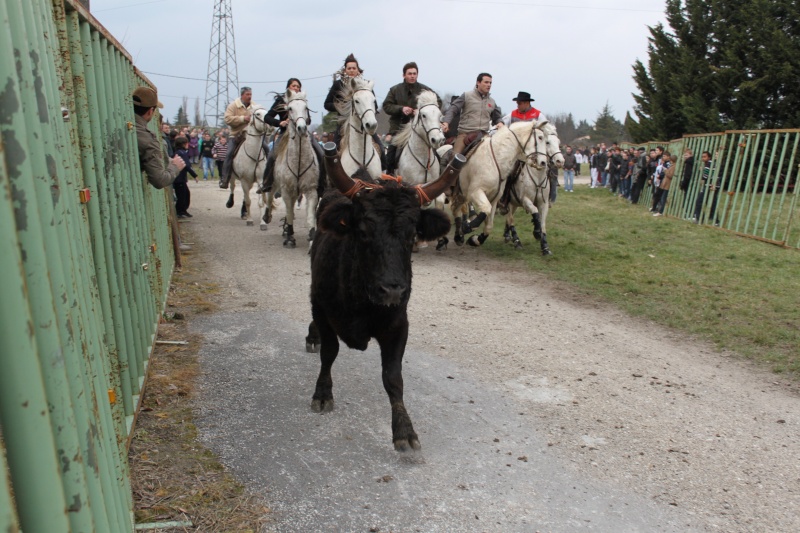 Les hivernales de Manduel le 13 février 2011 / Manade Briaux frères  Img_1310