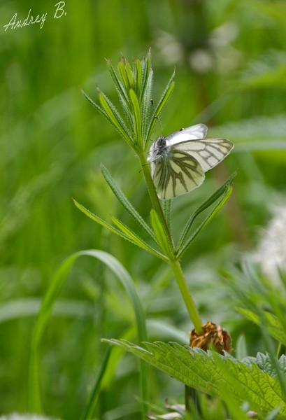 Papillon blanc Dsc_2817