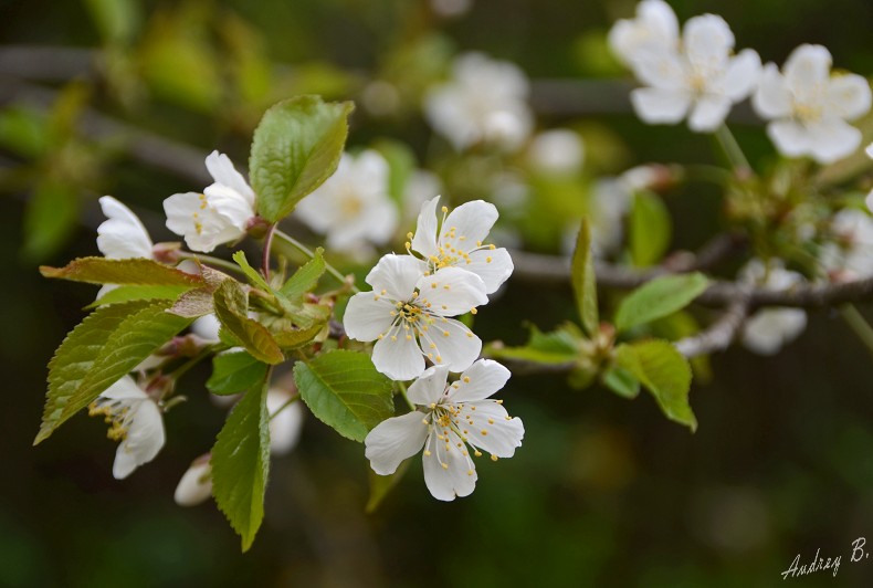 Petites fleurs blanches Dsc_2819