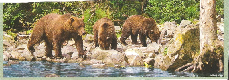 ·	Ursus arctos arctos : l’ours brun - Page 2 Ours_b10