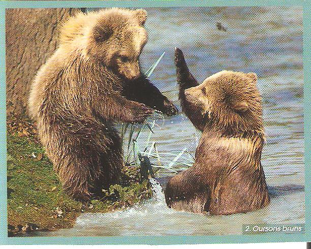 ·	Ursus arctos arctos : l’ours brun - Page 2 Ours_b11