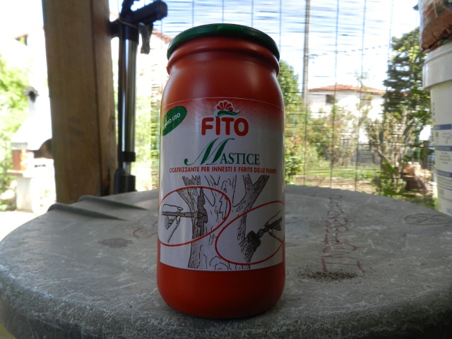 Prima margotta di melograno!!!aspetto tutti i vostri consigli!!!!! Dscn4015