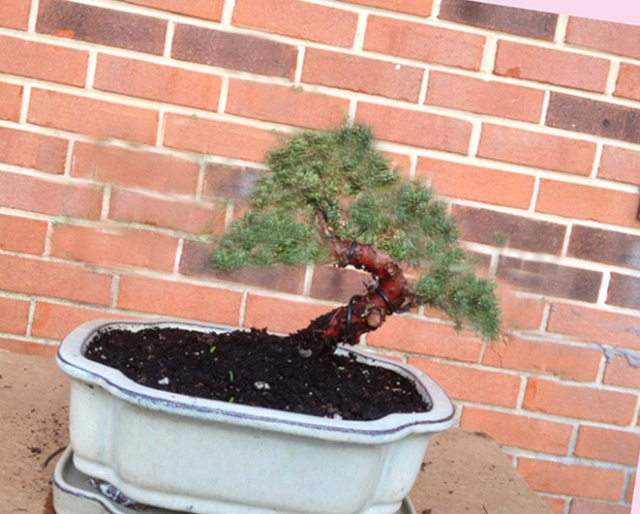 First Bonsai Creation (juniper) Image_11