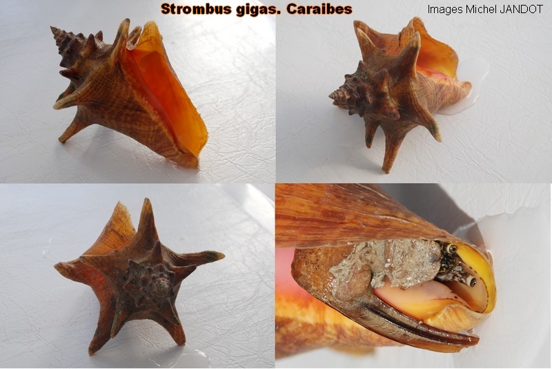 Strombidae Aliger gigas - (Linnaeus, 1758) Stromb10