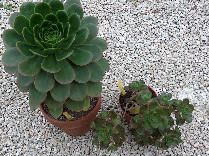 mon pauvre aeonium Z302_010