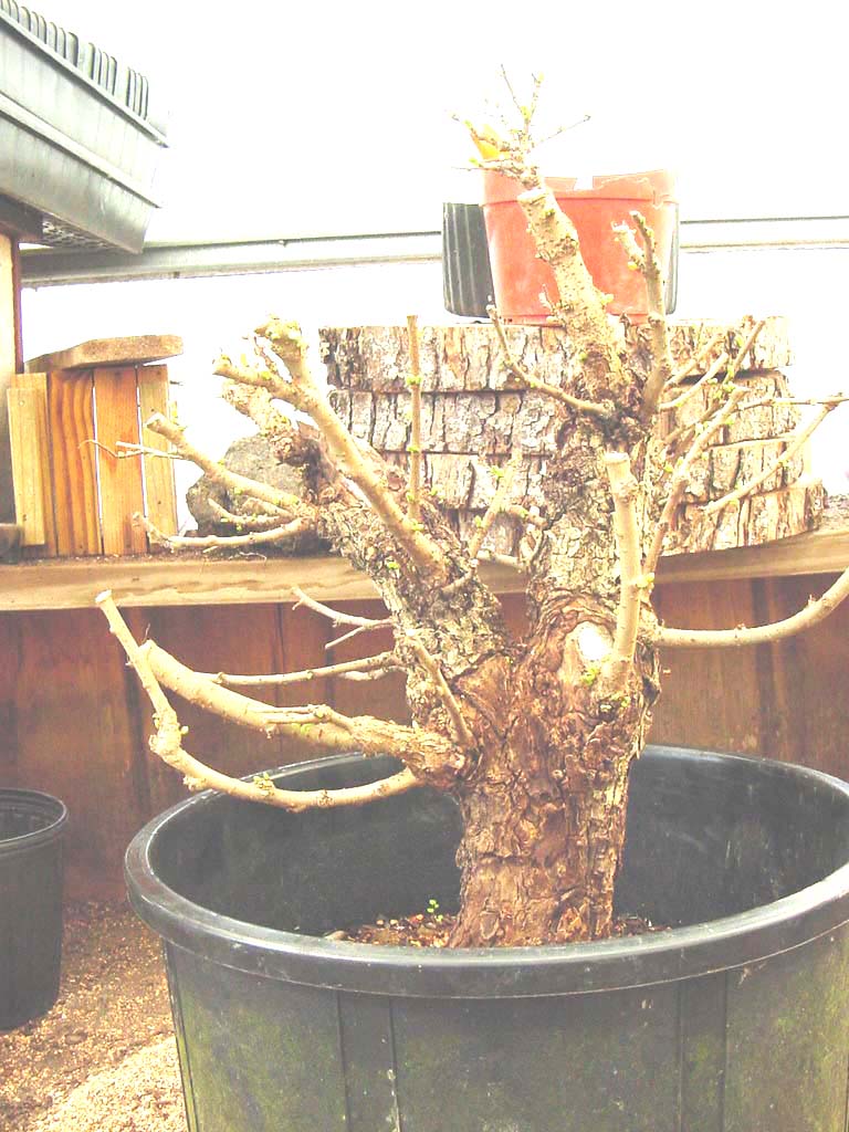 Another Corkbark Chinese Elm U_p_co14